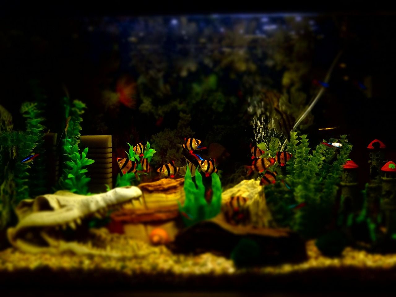 北京水屯樂(lè)帆觀賞魚市場(chǎng)排名北京水屯樂(lè)帆觀賞魚市場(chǎng)排名（北京市規(guī)模最大的觀賞魚市場(chǎng)）