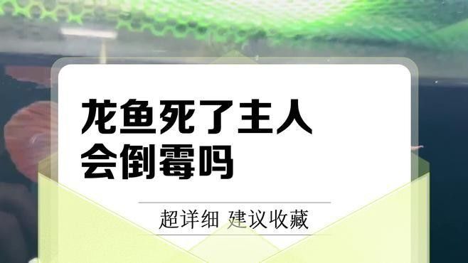 龍魚(yú)死亡有什么預(yù)兆？（傳統(tǒng)命理學(xué)與風(fēng)水學(xué)龍魚(yú)死亡需理性看待龍魚(yú)死亡需理性看待）