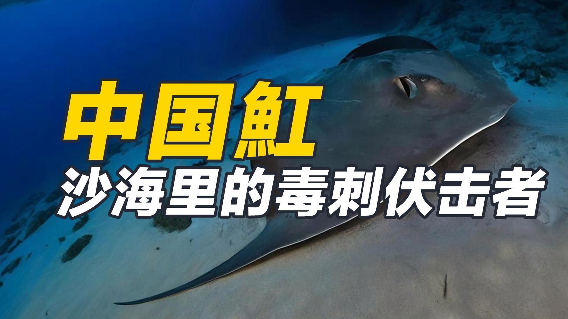 魟魚的種類及其特點（探索魟魚的多樣性與生態價值）