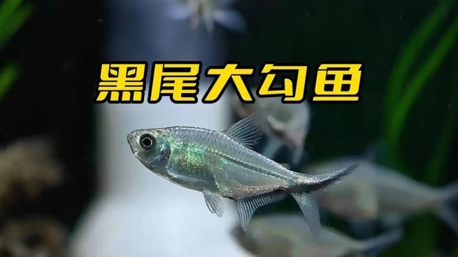 鉤魚是什么意思（勾魚是什么魚疆小援-防坑手冊鉤魚是什么意思）