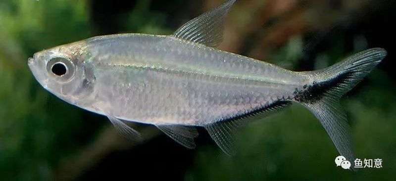 鉤魚是什么意思（勾魚是什么魚疆小援-防坑手冊鉤魚是什么意思）