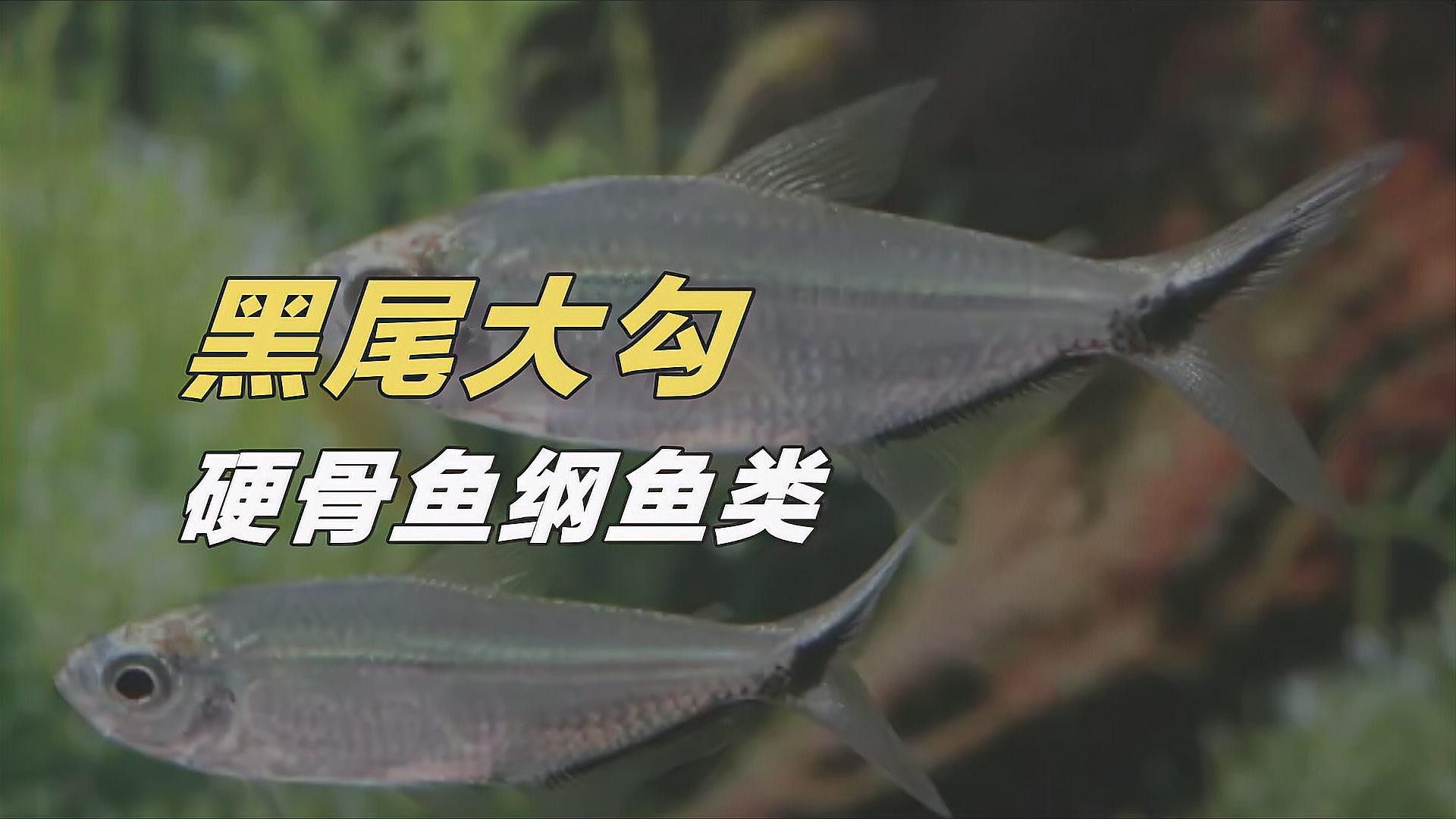 鉤魚是什么意思（勾魚是什么魚疆小援-防坑手冊鉤魚是什么意思）