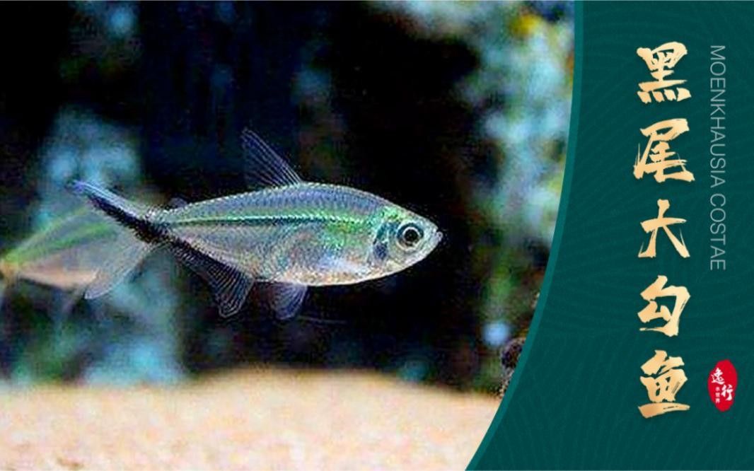 鉤魚是什么意思（勾魚是什么魚疆小援-防坑手冊鉤魚是什么意思）