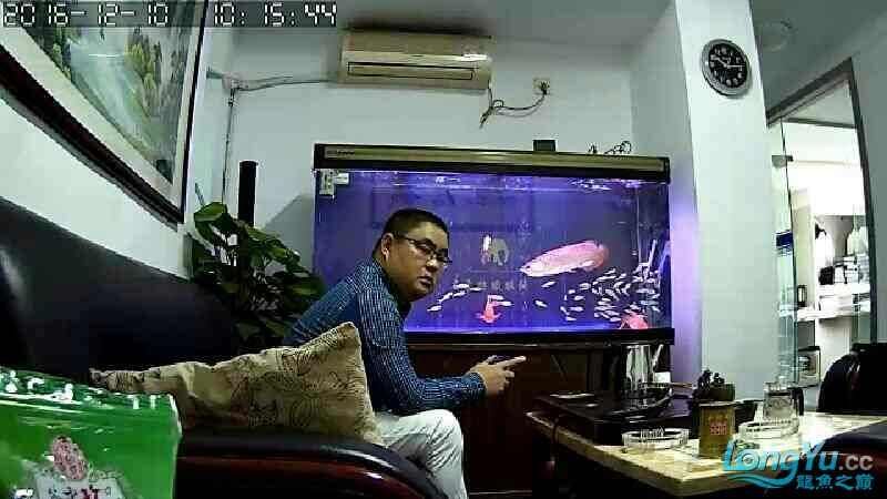 龍虎鳳昨天一斤河蝦下缸，今天魚狀態(tài)很好,魚友激昂與本命（東營水族館龍虎鳳）