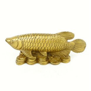 六角恐龍魚喂食方法（六角恐龍魚、六角恐龍魚能吃多大的魚苗，六角恐龍魚吃什么魚）