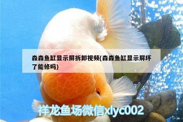 陜西安康觀賞魚市場地址及電話詳解：尋找寵物魚的好去處（安康觀賞魚市場地址及電話詳解尋找寵物魚的好去處）