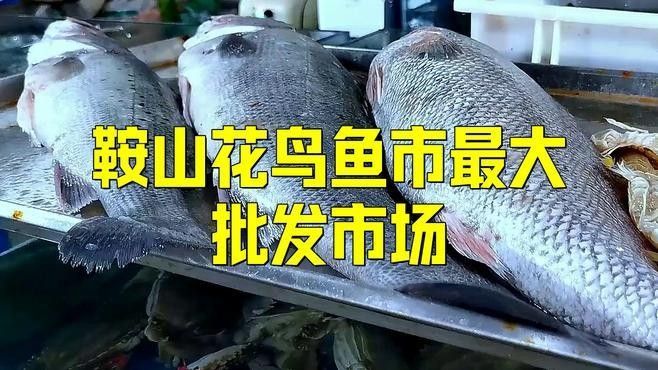 鞍山花鳥魚市場是鞍山市規模最大、人氣最高的花鳥魚蟲市場（鞍山市花鳥魚市場）
