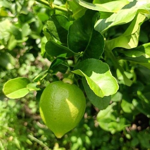 梅州市蕉嶺縣香水檸檬基地3.四季香水檸檬的特點（檸檬是一種多功能的水果）