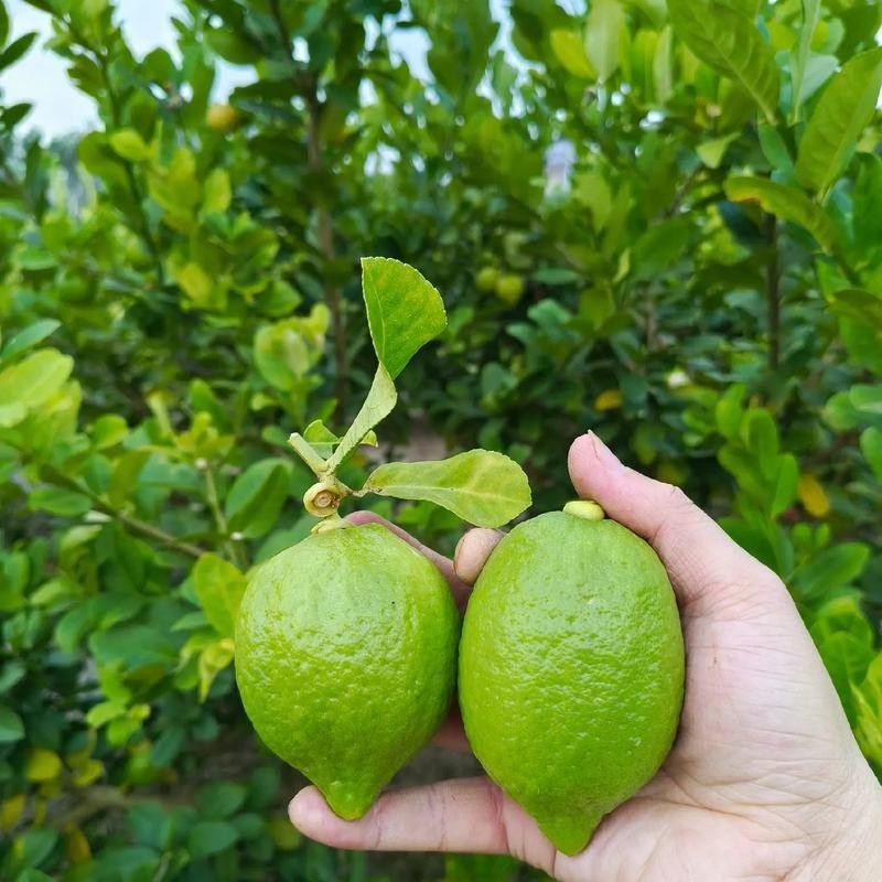 梅州市蕉嶺縣香水檸檬基地3.四季香水檸檬的特點（檸檬是一種多功能的水果）