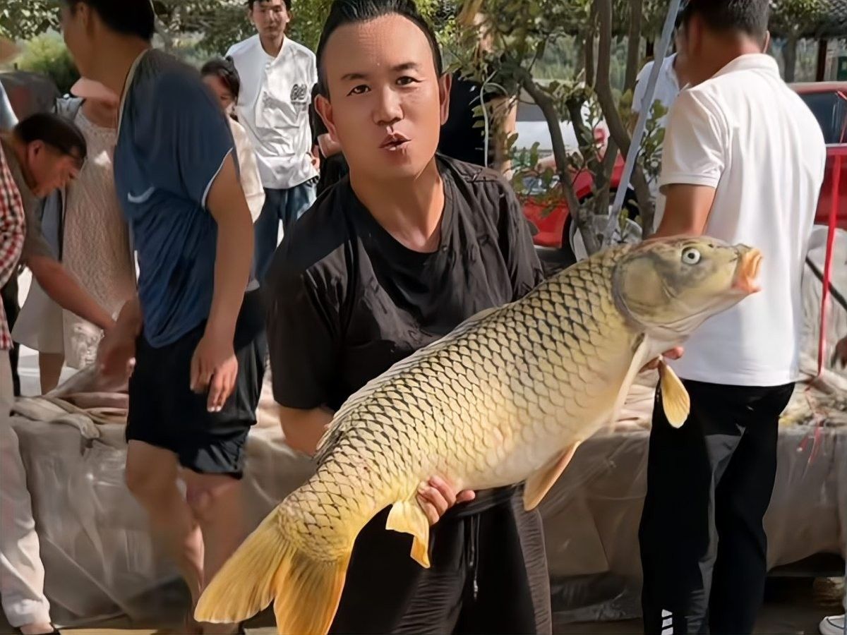 濟(jì)源大鯉魚的歷史和文化背景是什么？（尋味·濟(jì)源|第一道·野生黃河大鯉魚制作方法）