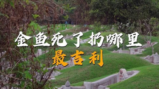 魚死了扔哪里最吉利？（九天應(yīng)元雷壇金魚死了扔哪里最吉利奉天翁死了扔哪里最吉利） 魚死了扔哪里最吉利？（九天應(yīng)元雷壇金魚死了扔哪里最吉利奉天翁死了扔哪里最吉利） 觀賞魚百科 第1張