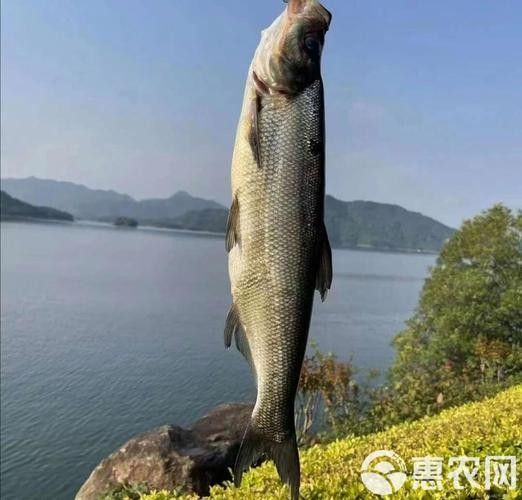 湖北丹江口翹嘴鲌魚鮮嫩美味砂鍋做法大揭秘（丹江口翹嘴鲌魚鮮嫩美味,砂鍋做法大揭秘）