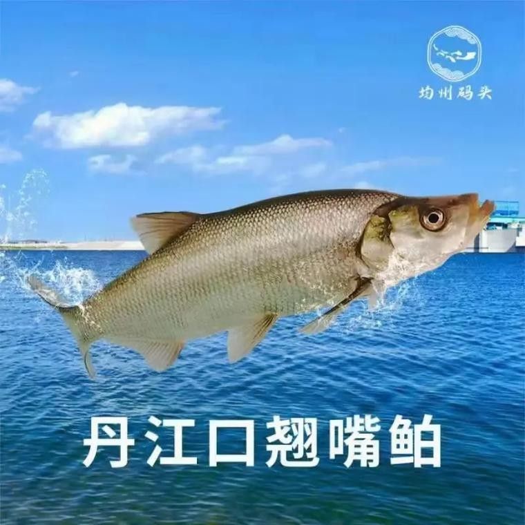 湖北丹江口翹嘴鲌魚鮮嫩美味砂鍋做法大揭秘（丹江口翹嘴鲌魚鮮嫩美味,砂鍋做法大揭秘）
