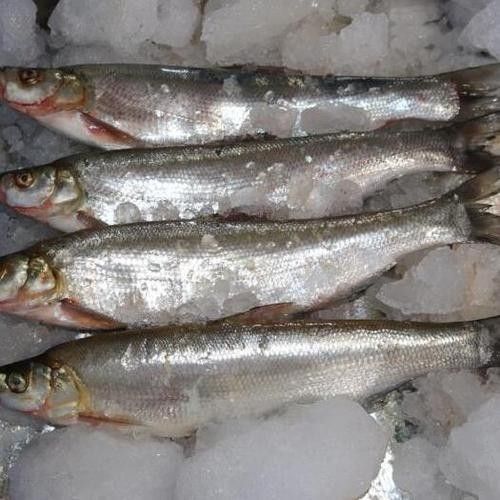 湖北丹江口翹嘴鲌魚鮮嫩美味砂鍋做法大揭秘（丹江口翹嘴鲌魚鮮嫩美味,砂鍋做法大揭秘）