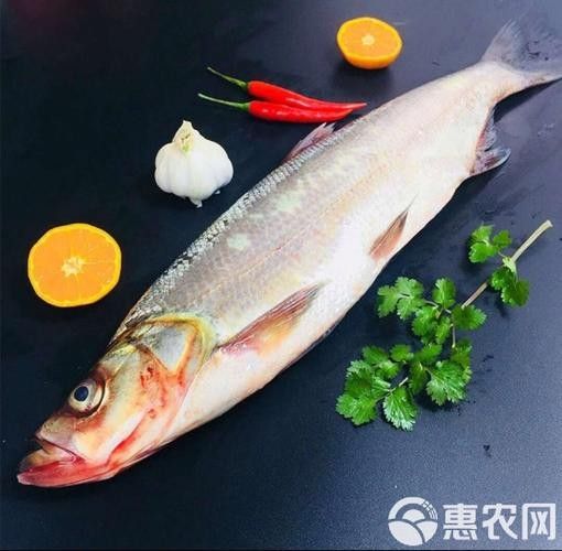 湖北丹江口翹嘴鲌魚鮮嫩美味砂鍋做法大揭秘（丹江口翹嘴鲌魚鮮嫩美味,砂鍋做法大揭秘）