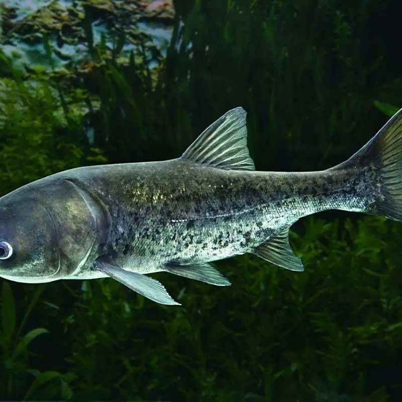 湖北丹江口翹嘴鲌魚鮮嫩美味砂鍋做法大揭秘（丹江口翹嘴鲌魚鮮嫩美味,砂鍋做法大揭秘）
