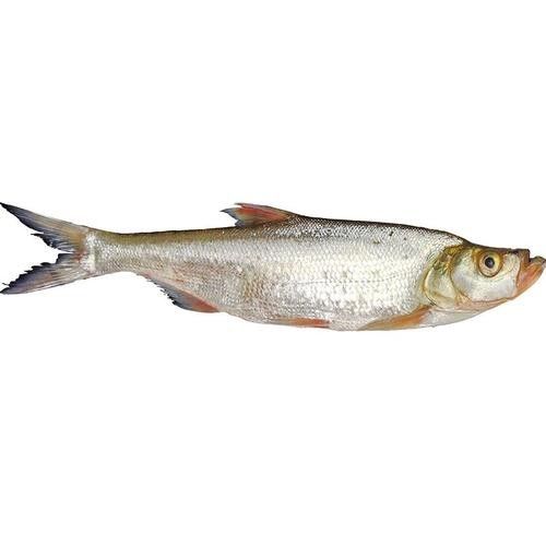 湖北丹江口翹嘴鲌魚鮮嫩美味砂鍋做法大揭秘（丹江口翹嘴鲌魚鮮嫩美味,砂鍋做法大揭秘）