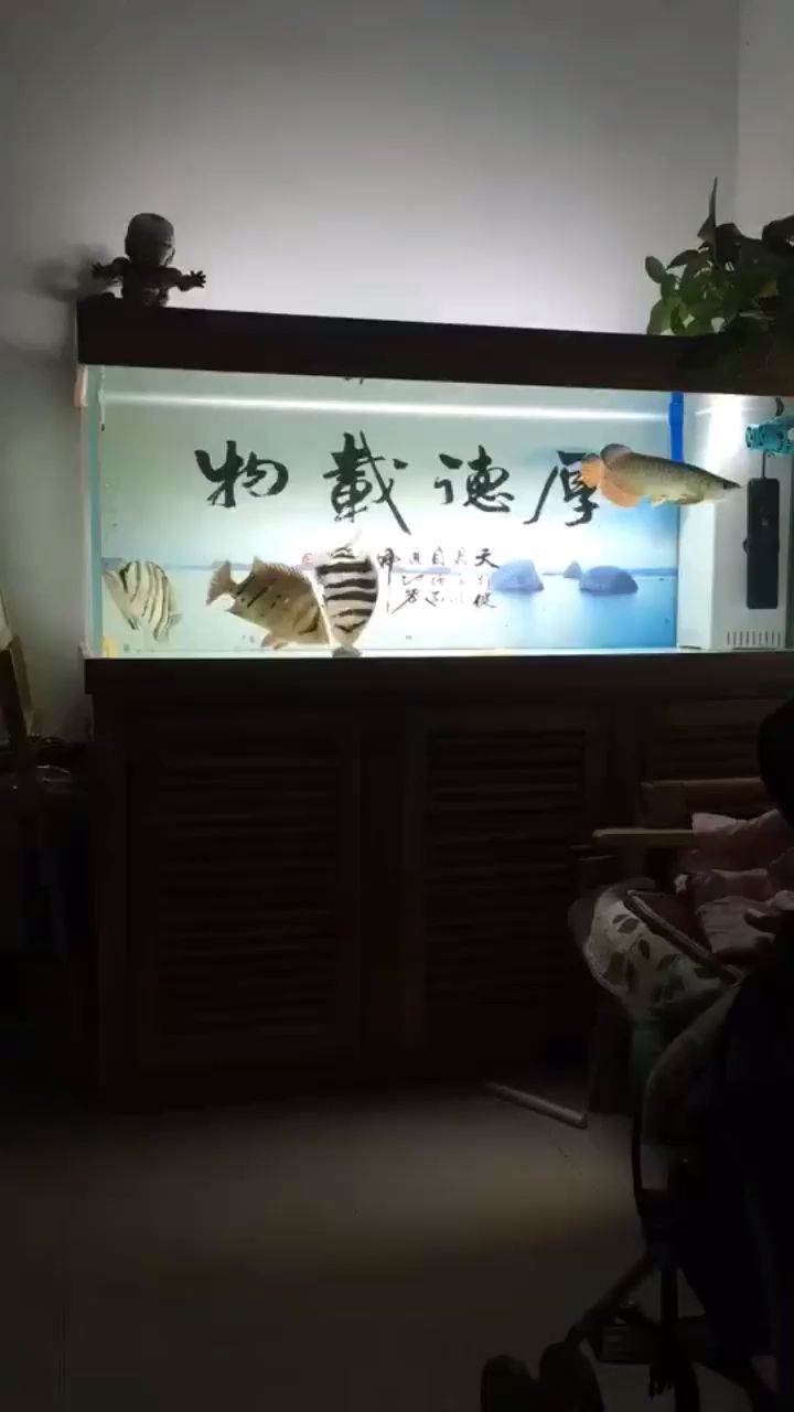 大神們看下這個(gè)虎，本文旨在探討“大神”一詞在網(wǎng)絡(luò)語境中的使用及其含義（“大神”一詞在網(wǎng)絡(luò)語境中的使用及其含義）