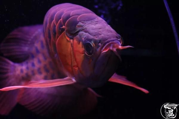 金龍魚的央視廣告效果如何？（金龍魚央視廣告效果如何？）