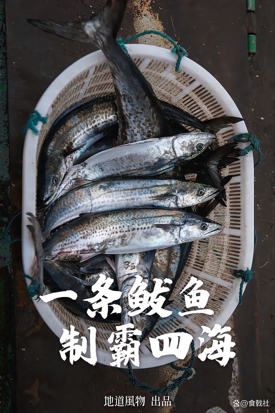 鲅魚圈冷水海鮮，鮮美無比！（遼寧葫蘆島鲅魚圈冷水海鮮鮮美無比大黃魚、海鯰魚一網(wǎng)打盡） 鲅魚圈冷水海鮮，鮮美無比！（遼寧葫蘆島鲅魚圈冷水海鮮鮮美無比大黃魚、海鯰魚一網(wǎng)打盡） 觀賞魚百科 第4張