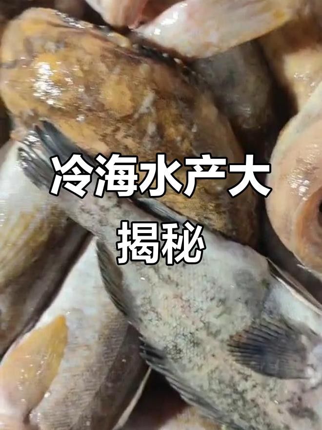 鲅魚圈冷水海鮮，鮮美無比！（遼寧葫蘆島鲅魚圈冷水海鮮鮮美無比大黃魚、海鯰魚一網(wǎng)打盡） 鲅魚圈冷水海鮮，鮮美無比！（遼寧葫蘆島鲅魚圈冷水海鮮鮮美無比大黃魚、海鯰魚一網(wǎng)打盡） 觀賞魚百科 第2張