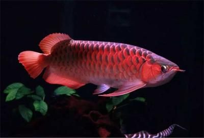 銀龍魚(yú)需要在什么溫度下生存,銀龍魚(yú)的溫度范圍是多少(關(guān)于銀龍魚(yú)的問(wèn)題) 觀賞魚(yú)百科 第1張 銀龍魚(yú)需要在什么溫度下生存,銀龍魚(yú)的溫度范圍是多少(關(guān)于銀龍魚(yú)的問(wèn)題) 銀龍魚(yú)需要在什么溫度下生存,銀龍魚(yú)的溫度范圍是多少(關(guān)于銀龍魚(yú)的問(wèn)題) 觀賞魚(yú)百科 第1張