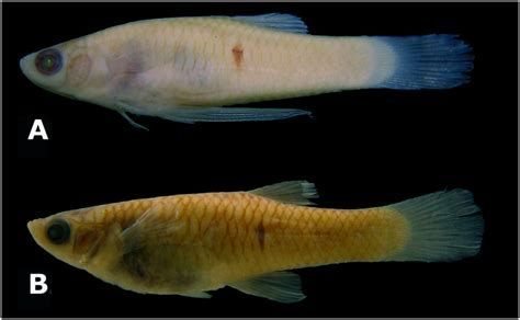 龍魚細(xì)菌感染是否好轉(zhuǎn)，可以通過觀察龍魚的行為和生理反應(yīng)來判斷（如何判斷龍魚細(xì)菌感染是否好轉(zhuǎn)）