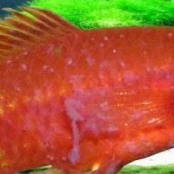 龍魚細(xì)菌感染是否好轉(zhuǎn)，可以通過觀察龍魚的行為和生理反應(yīng)來判斷（如何判斷龍魚細(xì)菌感染是否好轉(zhuǎn)）