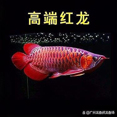 紅龍魚多少錢一條，紅龍魚的飼養難度如何？（紅龍魚價格表廣州龍魚祥龍魚祥龍魚祥龍魚哪個貴）