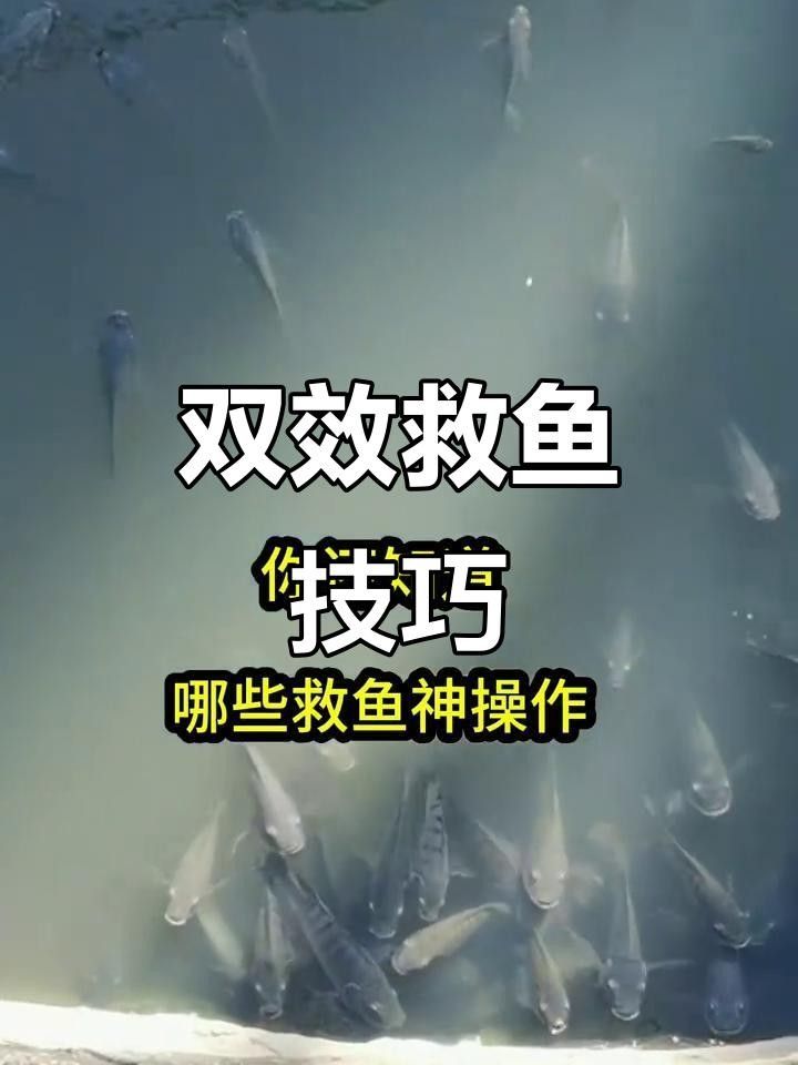 魚蝦浮頭的6種表現(xiàn)及應(yīng)急方法（魚塘浮頭怎么辦食鹽小蘇打急救法快速解決呼吸問題）