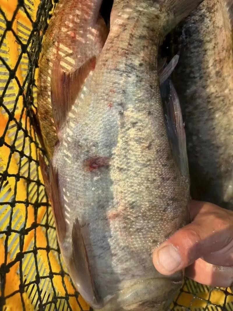 菠蘿魚白點(diǎn)病如何預(yù)防？（菠蘿魚患上白點(diǎn)病，除了它們）