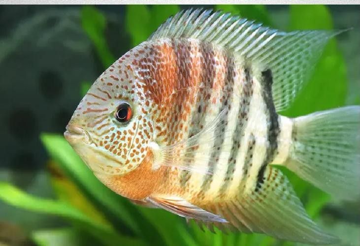 菠蘿魚白點(diǎn)病如何預(yù)防？（菠蘿魚患上白點(diǎn)病，除了它們）