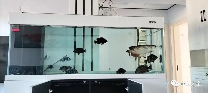 菠蘿魚白點(diǎn)病如何預(yù)防？（菠蘿魚患上白點(diǎn)病，除了它們）