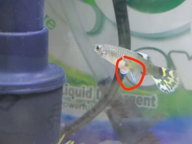 菠蘿魚白點(diǎn)病如何預(yù)防？（菠蘿魚患上白點(diǎn)病，除了它們）