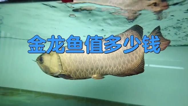 金龍魚的價格多少錢（成年金龍魚價格多少錢一條呆萌醬金龍魚一只多少錢）