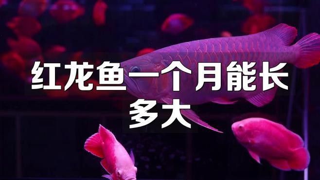 紅龍魚多少錢一只（紅龍魚一個月能長多大） 紅龍魚多少錢一只（紅龍魚一個月能長多大） 觀賞魚百科 第8張