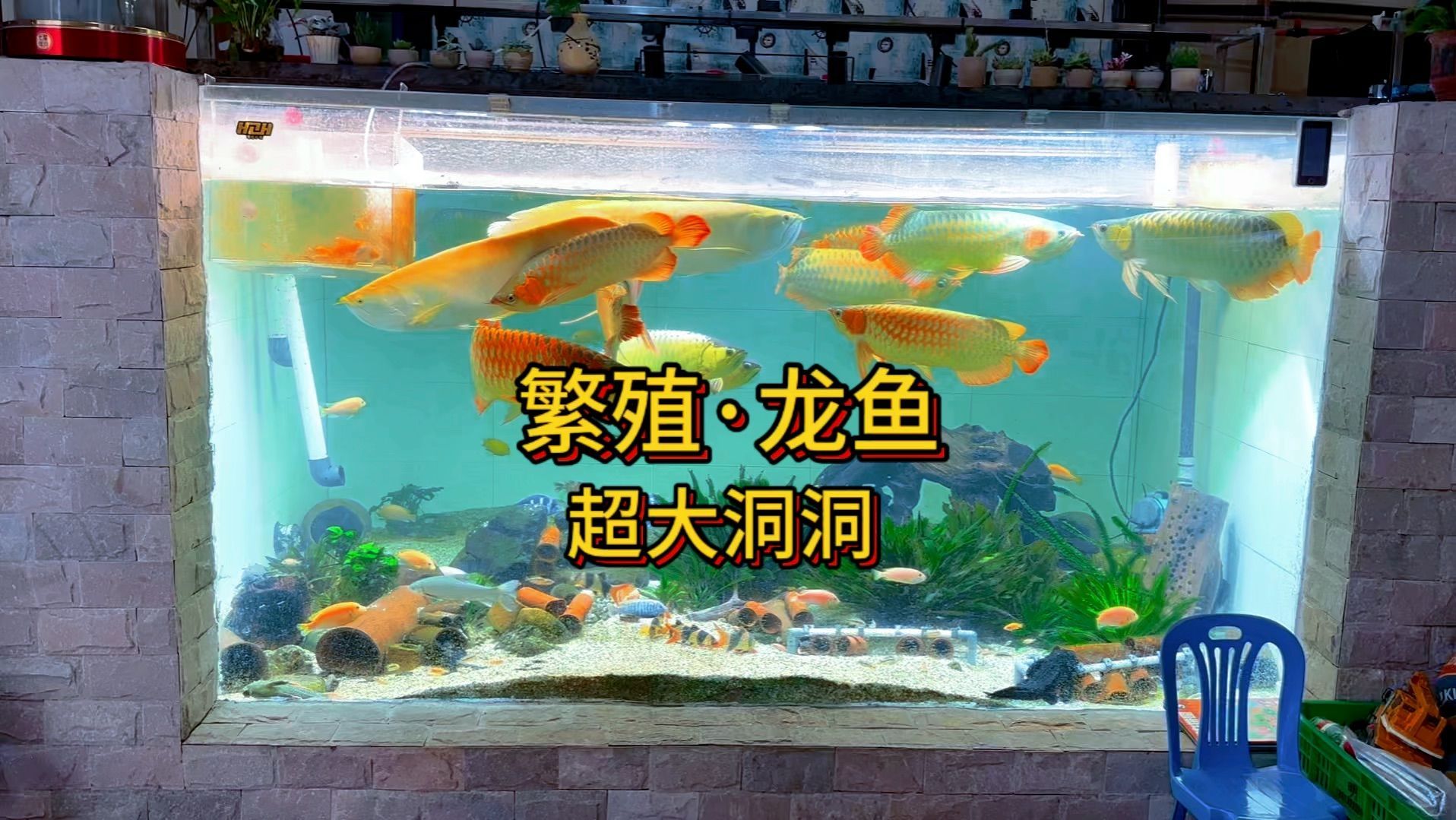 龍魚老孫（longyulaosun01）視頻列表及解析（龍魚老孫的養殖技巧（longyulaosun01））