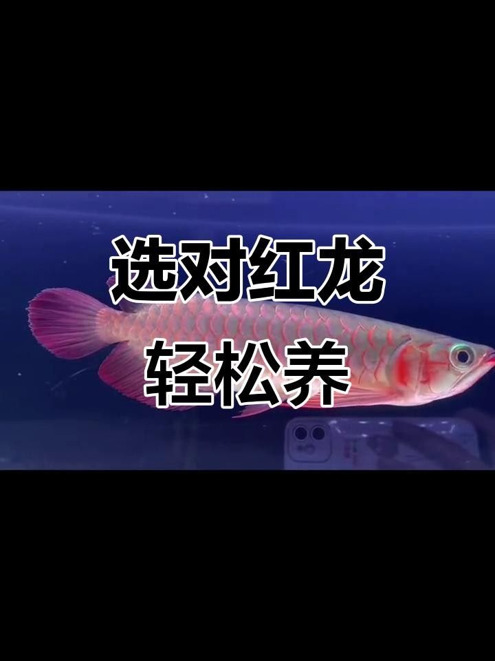 賽級紅龍魚品牌的相關(guān)信息，賽級紅龍魚品牌選購指南（如何挑選優(yōu)質(zhì)紅龍魚）