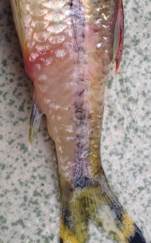 一眉道人魚的基本生理特征和疾病預(yù)防知識(shí)（一眉道人魚常見病癥的診斷指南）