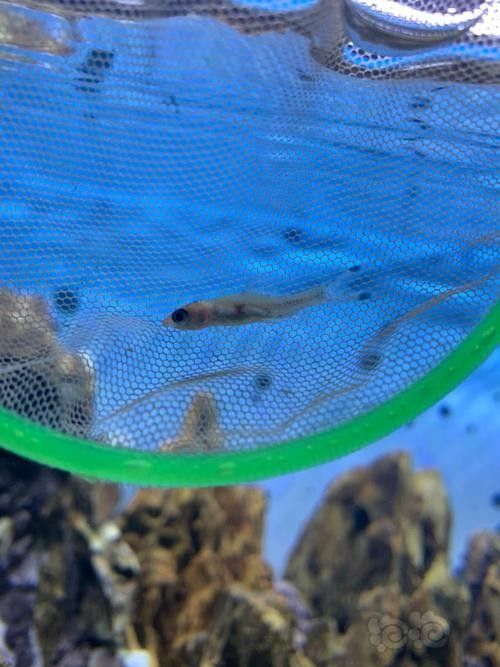一眉道人魚的基本生理特征和疾病預(yù)防知識(shí)（一眉道人魚常見病癥的診斷指南）