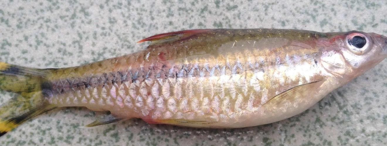 一眉道人魚的基本生理特征和疾病預(yù)防知識(shí)（一眉道人魚常見病癥的診斷指南）