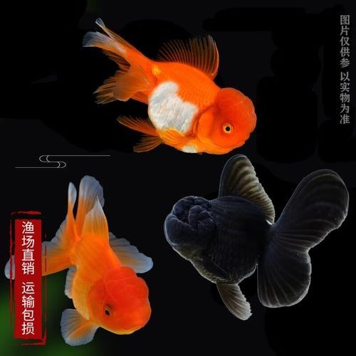 國獅金魚飼養難度及選購建議：國獅金魚和泰獅金魚有何區別（國獅金魚好養嗎） 國獅金魚飼養難度及選購建議：國獅金魚和泰獅金魚有何區別（國獅金魚好養嗎） 觀賞魚百科 第2張