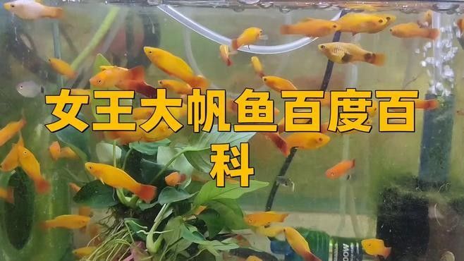 女王大帆魚的最低溫度（女王大帆魚最低溫度創(chuàng)新視界）