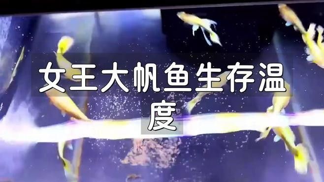 女王大帆魚的最低溫度（女王大帆魚最低溫度創(chuàng)新視界）