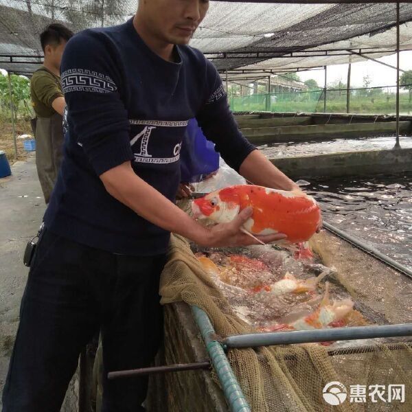 德系錦鯉最忌三種顏色命運航海家德系錦鯉最忌三種顏色（德國三色錦鯉最忌三種顏色命運航海家德系錦鯉最忌三種顏色）