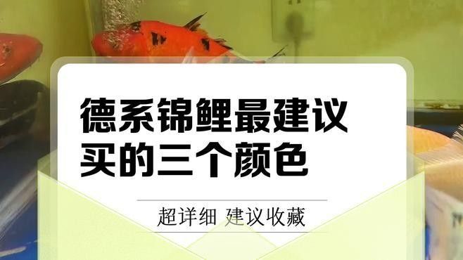 德系錦鯉最忌三種顏色命運航海家德系錦鯉最忌三種顏色（德國三色錦鯉最忌三種顏色命運航海家德系錦鯉最忌三種顏色）