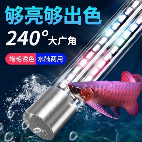 德系錦鯉最忌三種顏色命運航海家德系錦鯉最忌三種顏色（德國三色錦鯉最忌三種顏色命運航海家德系錦鯉最忌三種顏色）