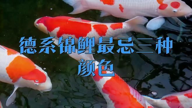德系錦鯉最忌三種顏色命運航海家德系錦鯉最忌三種顏色（德國三色錦鯉最忌三種顏色命運航海家德系錦鯉最忌三種顏色）