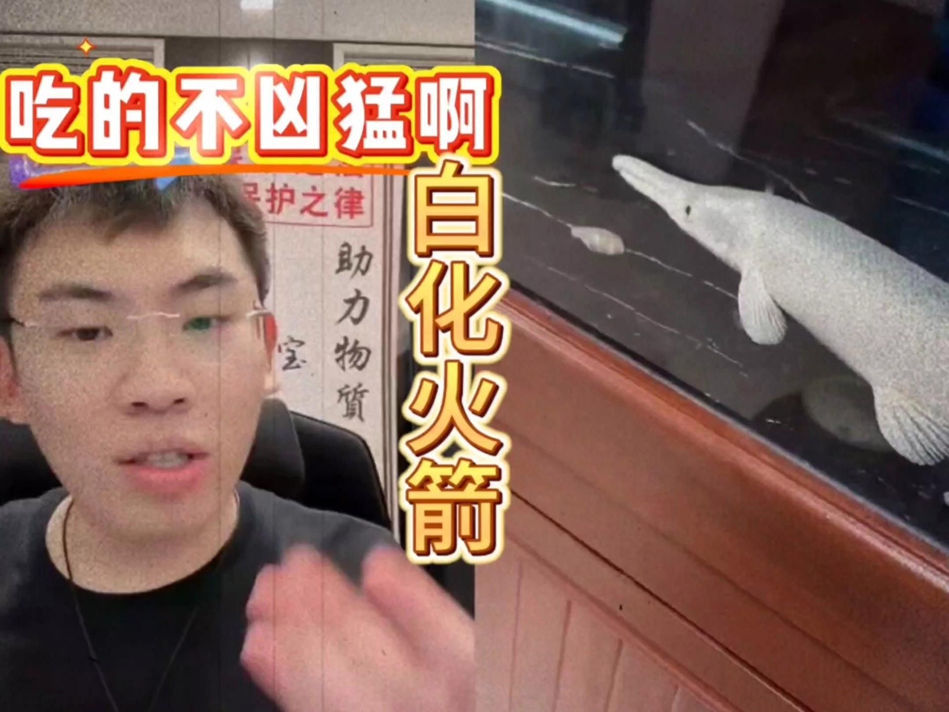 白化火箭魚能和哪些魚混養（白化火箭魚和什么魚混養）