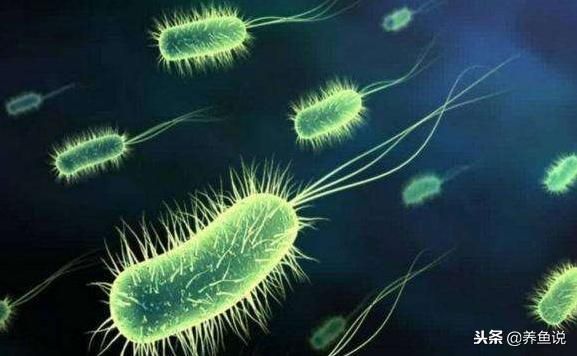 清潔魚缸的小魚有哪些？（清潔魚缸的小魚有哪些品種，）